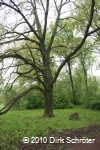 Erinnerungseiche im Schillerpark in Dessau